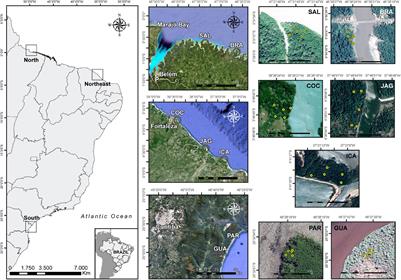 Brazilian Semi-Arid Mangroves-Associated Microbiome as Pools of Richness and Complexity in a Changing World